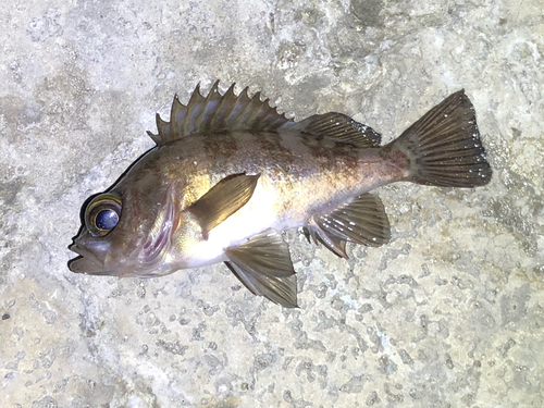 メバルの釣果