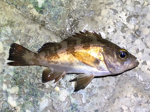 メバルの釣果