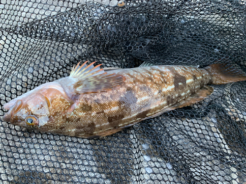 アイナメの釣果