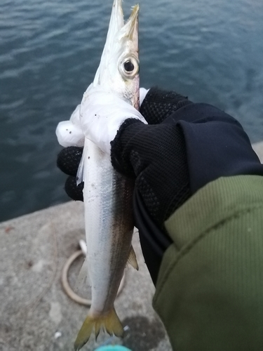 カマスの釣果