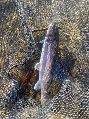 イワナの釣果