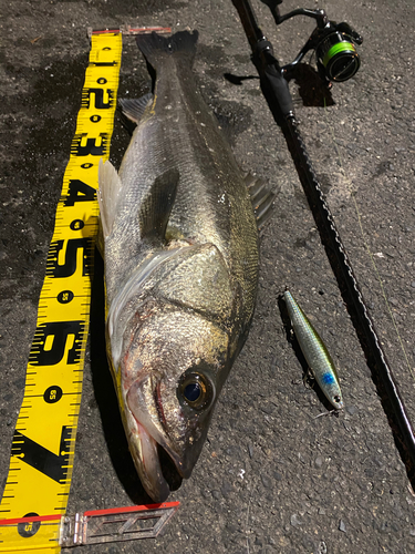 シーバスの釣果