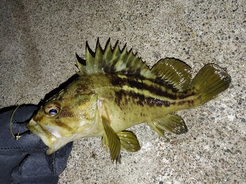 シマソイの釣果