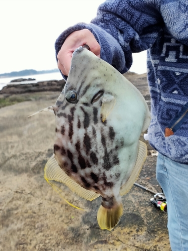 カワハギの釣果