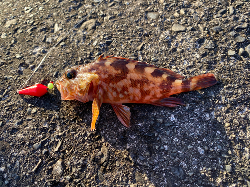 カサゴの釣果