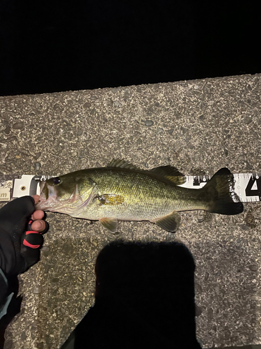 ブラックバスの釣果