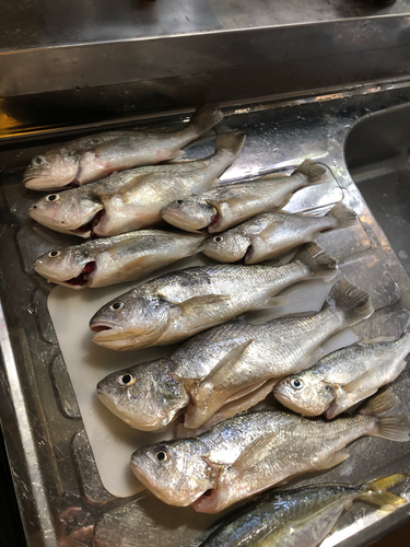 イシモチの釣果