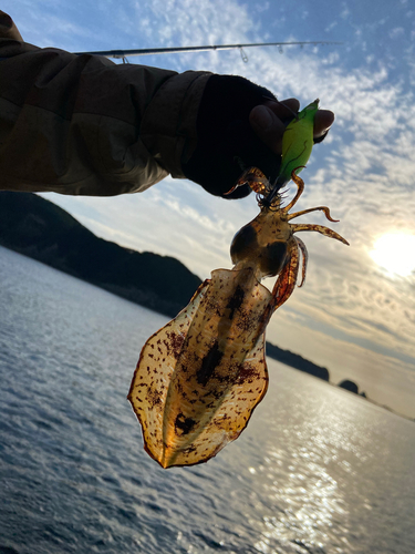 アオリイカの釣果