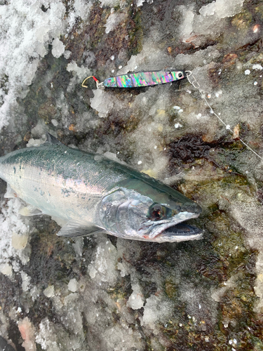 ウミサクラの釣果