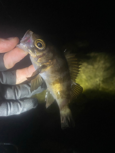 シロメバルの釣果