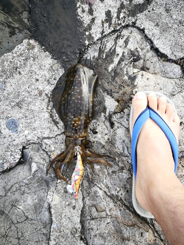 アオリイカの釣果