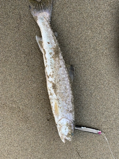 アメマスの釣果