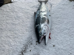 ウミサクラの釣果