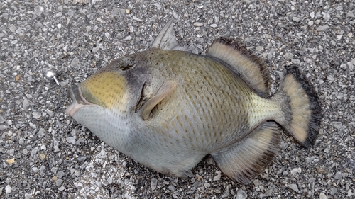 ゴマモンガラの釣果