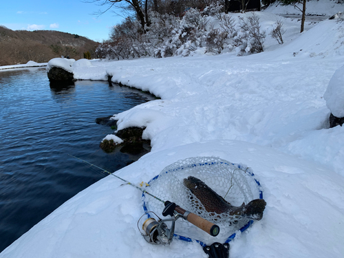 ブラウントラウトの釣果