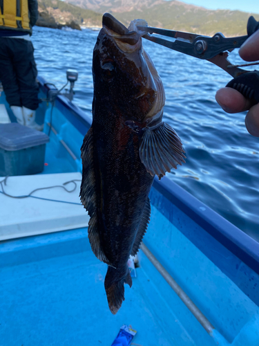 アイナメの釣果