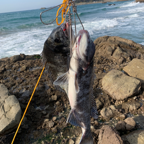 チヌの釣果