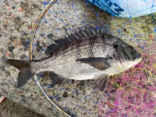 チヌの釣果