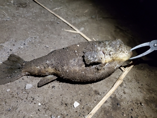 ショウサイフグの釣果