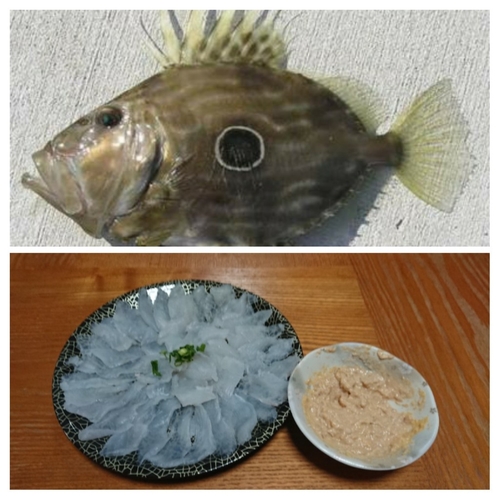 マトウダイの釣果