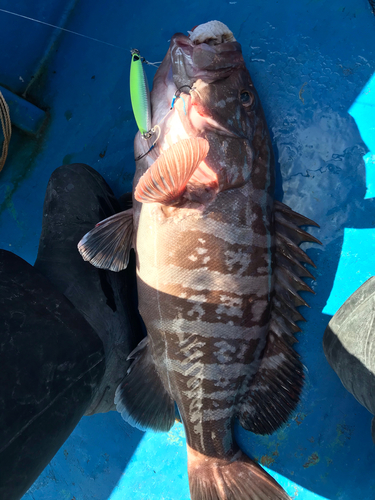 マハタの釣果