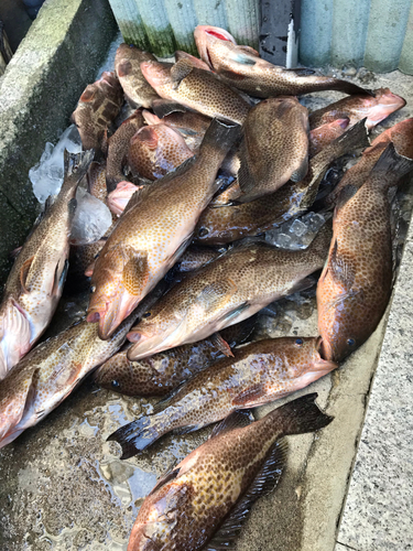 オオモンハタの釣果