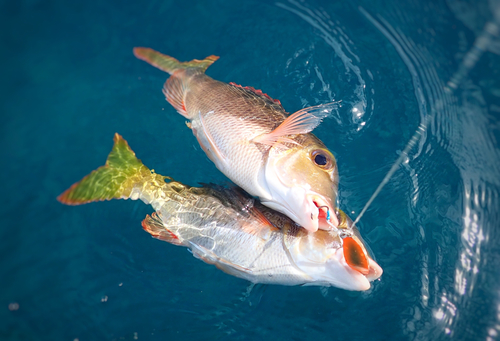 イソフエフキの釣果