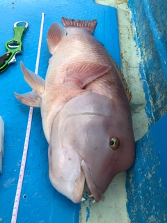 コブダイの釣果