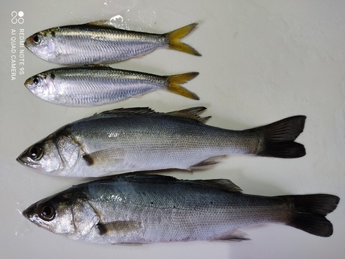 セイゴ（タイリクスズキ）の釣果