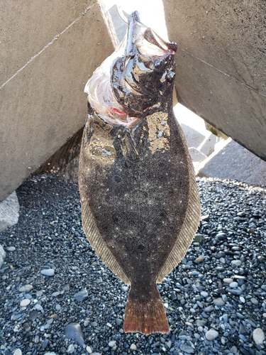 ヒラメの釣果