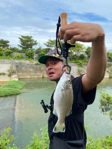 オオクチユゴイの釣果