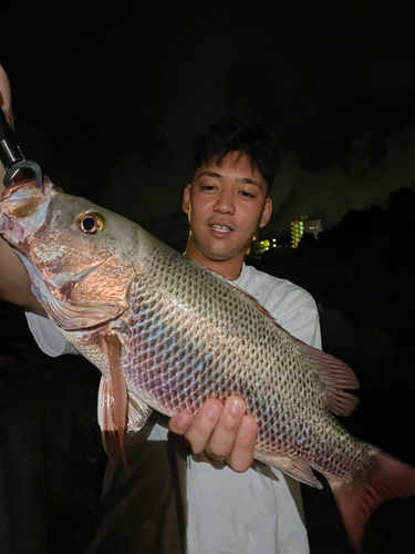 ゴマフエダイの釣果