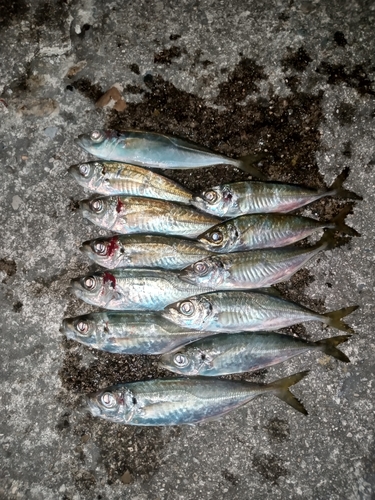 アジの釣果