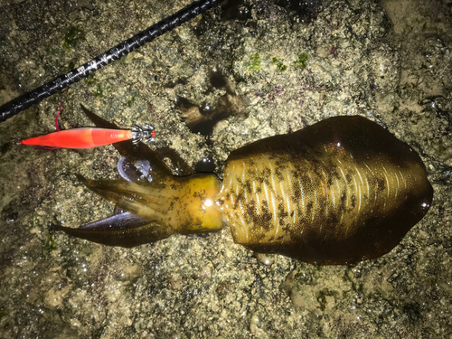 アオリイカの釣果