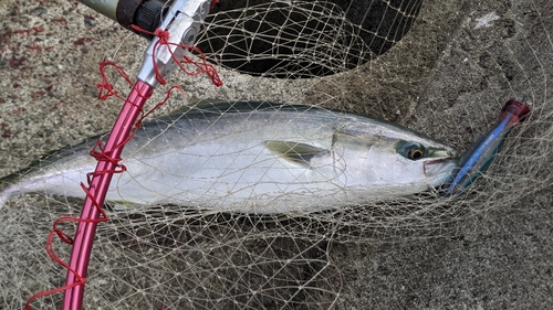 ハマチの釣果