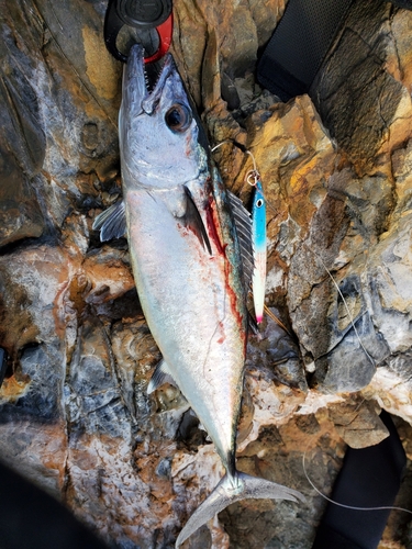 イソマグロの釣果