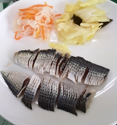 コノシロの釣果