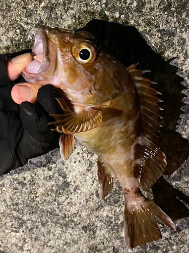 カサゴの釣果