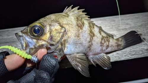 アカメバルの釣果