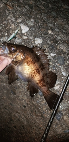 メバルの釣果