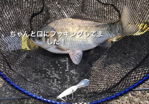 フナの釣果