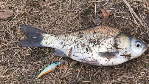 フナの釣果