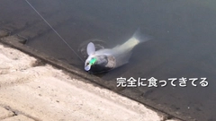 フナの釣果