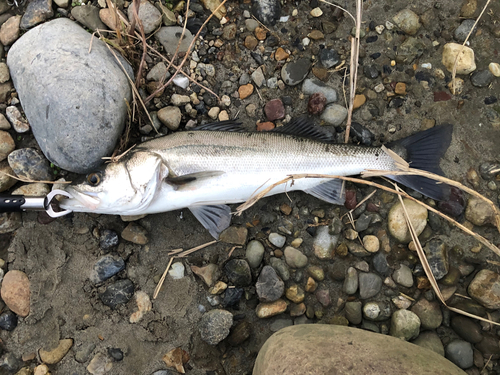 マダカ（マルスズキ）の釣果