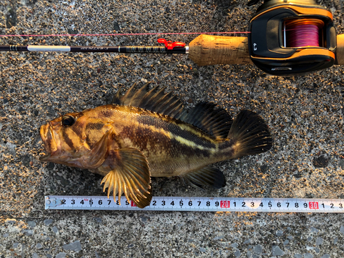 シマゾイの釣果