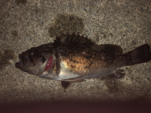 エゾメバルの釣果