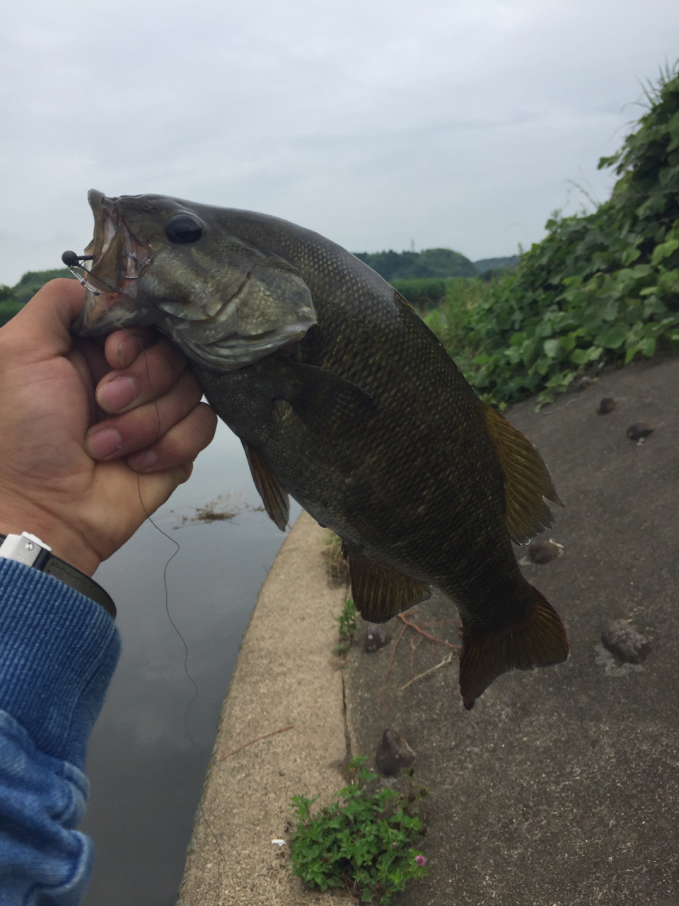 スモールマウスバス