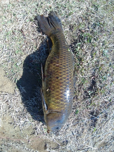 コイの釣果