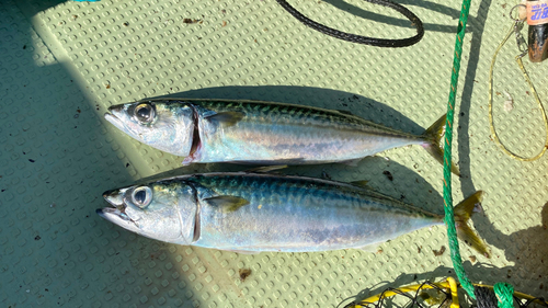 サバの釣果