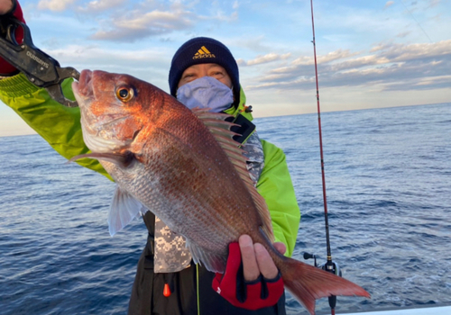 マダイの釣果